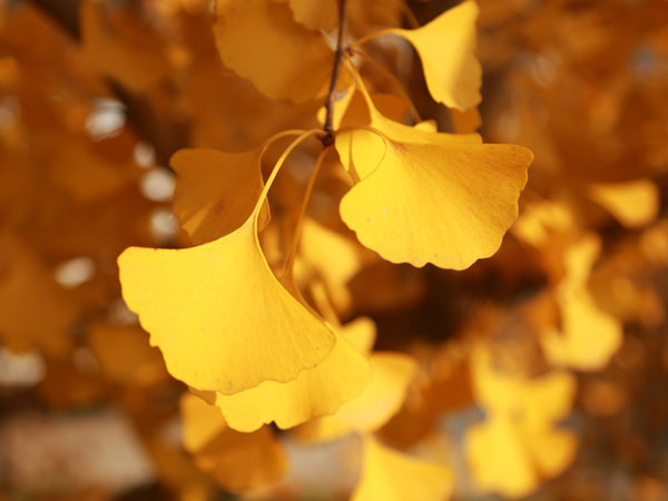 官 宣 :《智者的頓悟》第四章分享會(huì)開始了